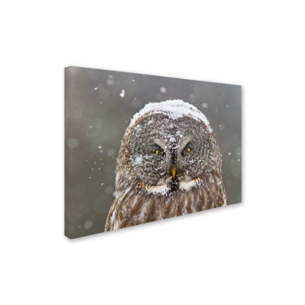 Mircea Costina 'Great Grey Owl Winter Portrait' Canvas Art,14x19